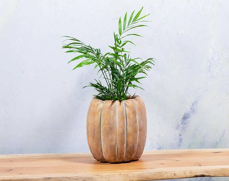 Abbott - Cement Pumpkin Planter