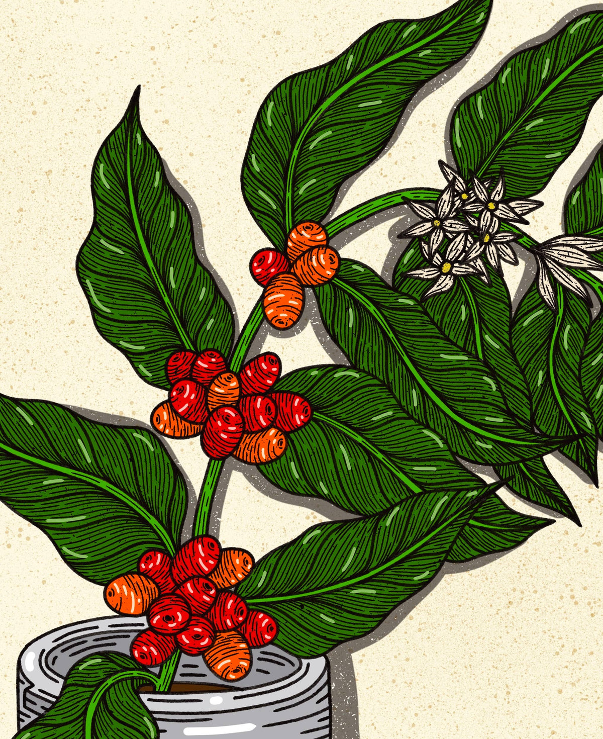 Howdy Studio - Coffee Plant