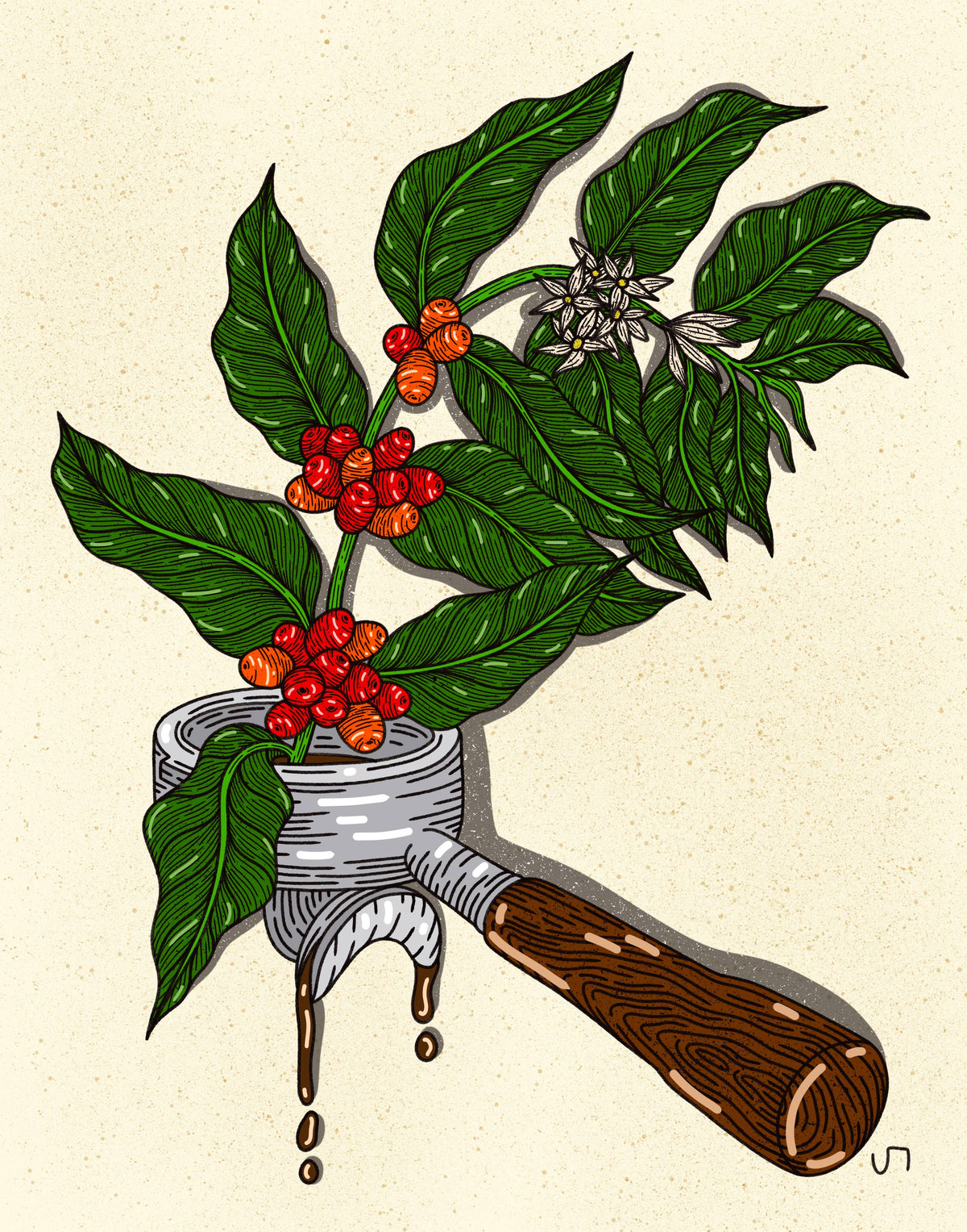 Howdy Studio - Coffee Plant