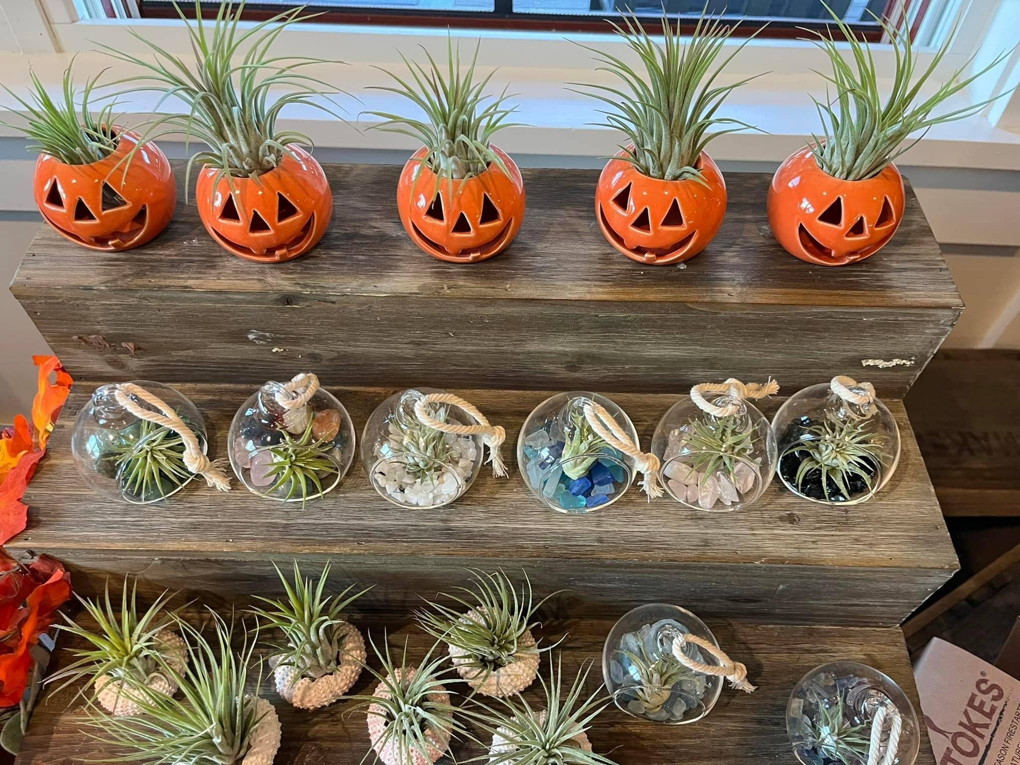 The Simply Crafty Shop - Ceramic Jack-O-Lantern Air Plant Holder