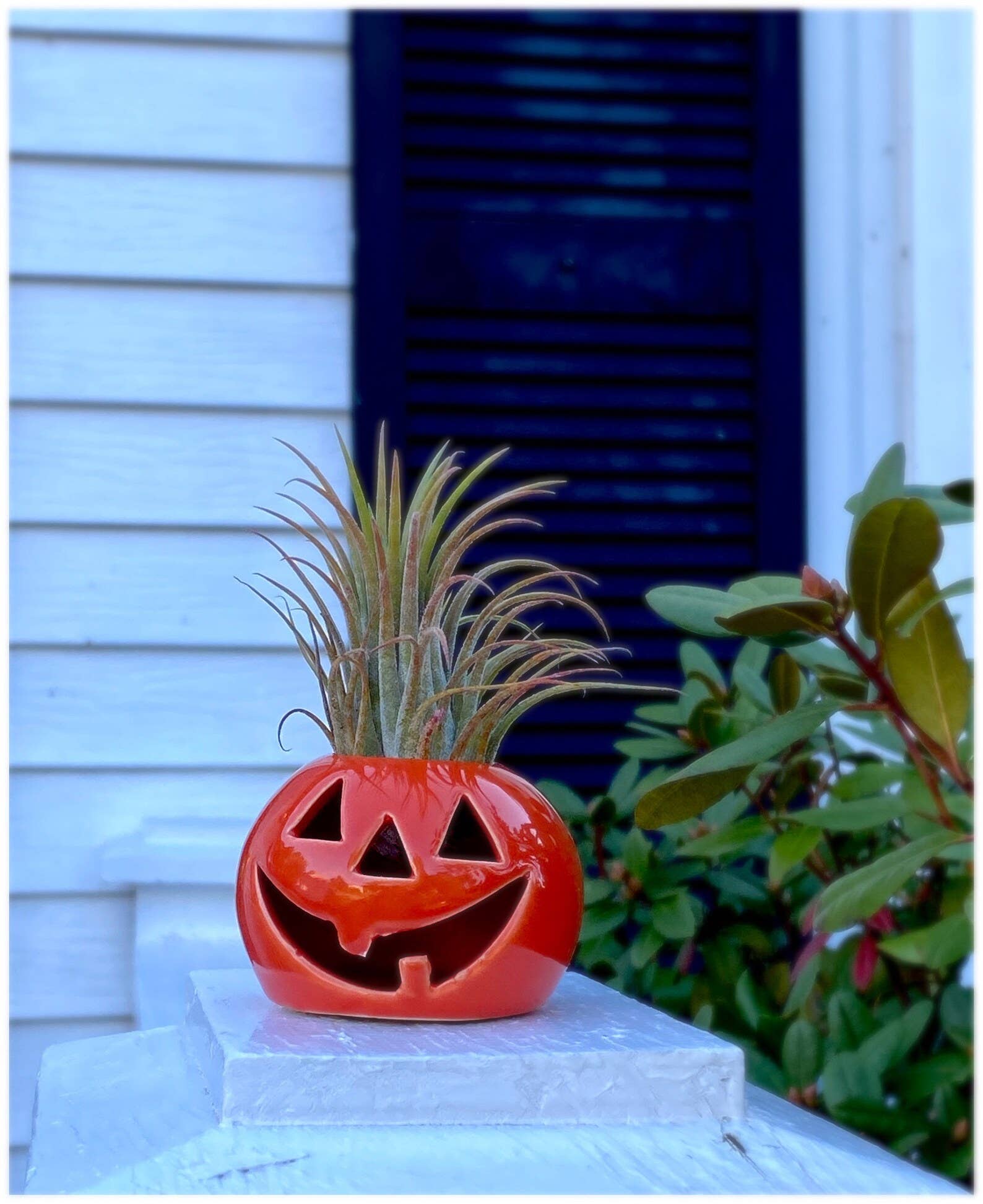 The Simply Crafty Shop - Ceramic Jack-O-Lantern Air Plant Holder