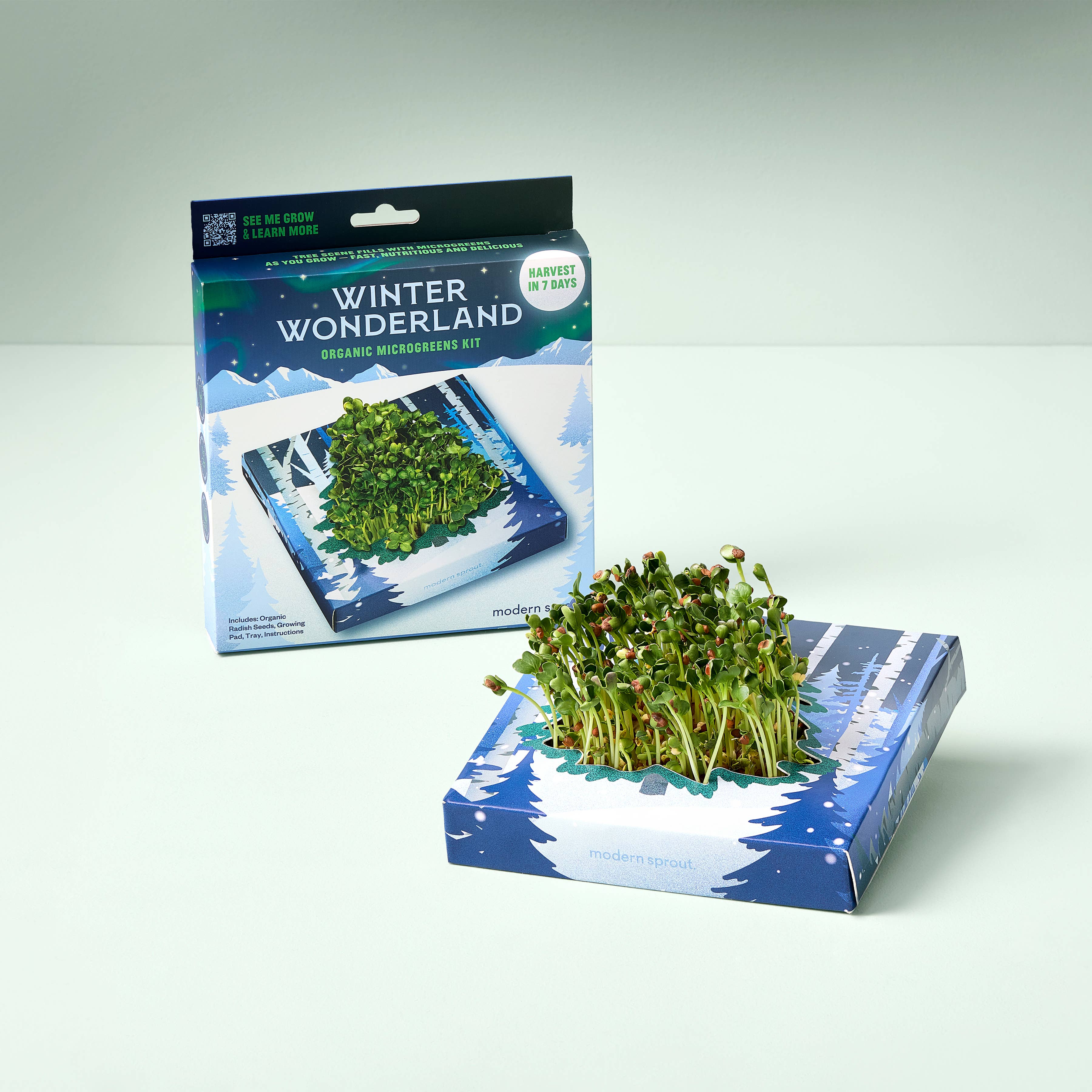 Modern Sprout - Winter Wonderland Microgreens Kit