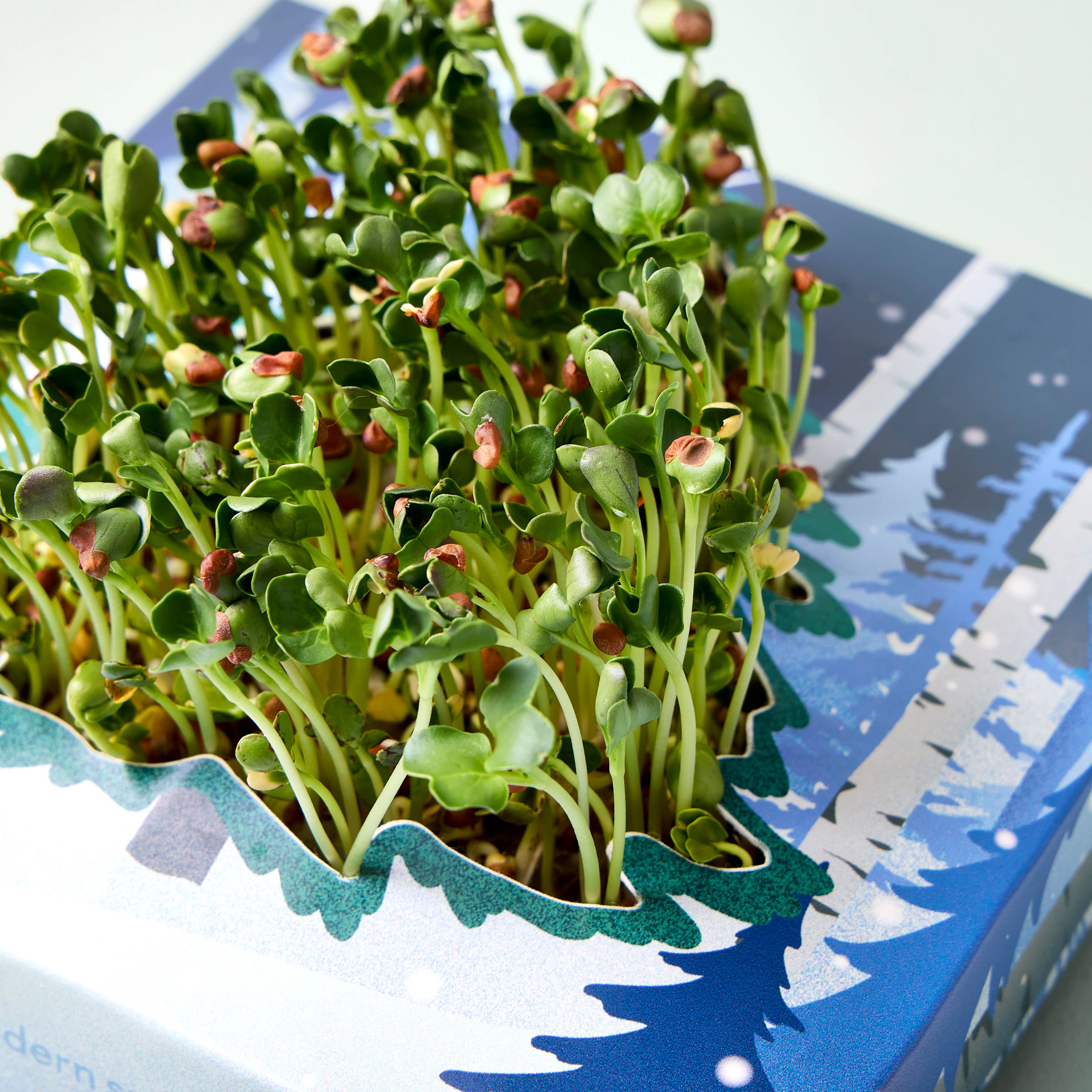 Modern Sprout - Winter Wonderland Microgreens Kit