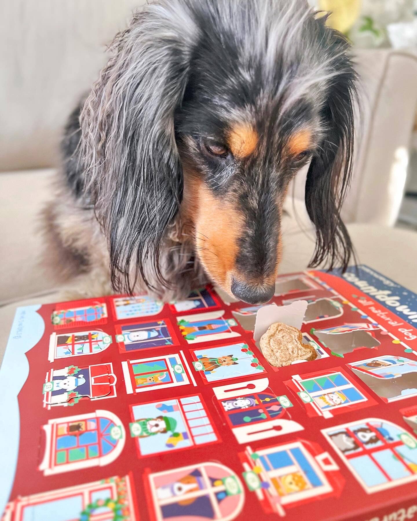 Spunky Pup - Advent Calendar - 25 Days of Dog Treats