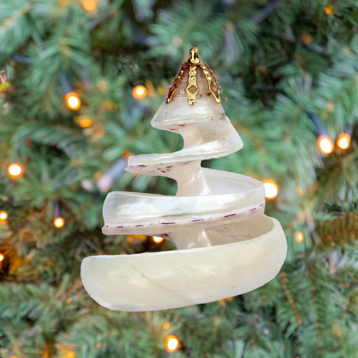 California Seashell Company - Small Spiral Cut Trochus Shell Ornament
