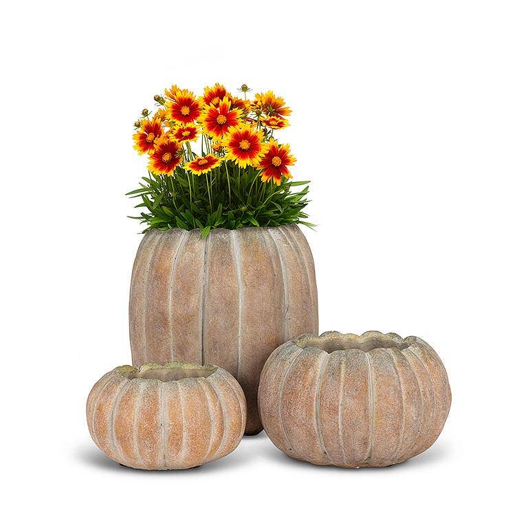 Abbott - Cement Pumpkin Planter