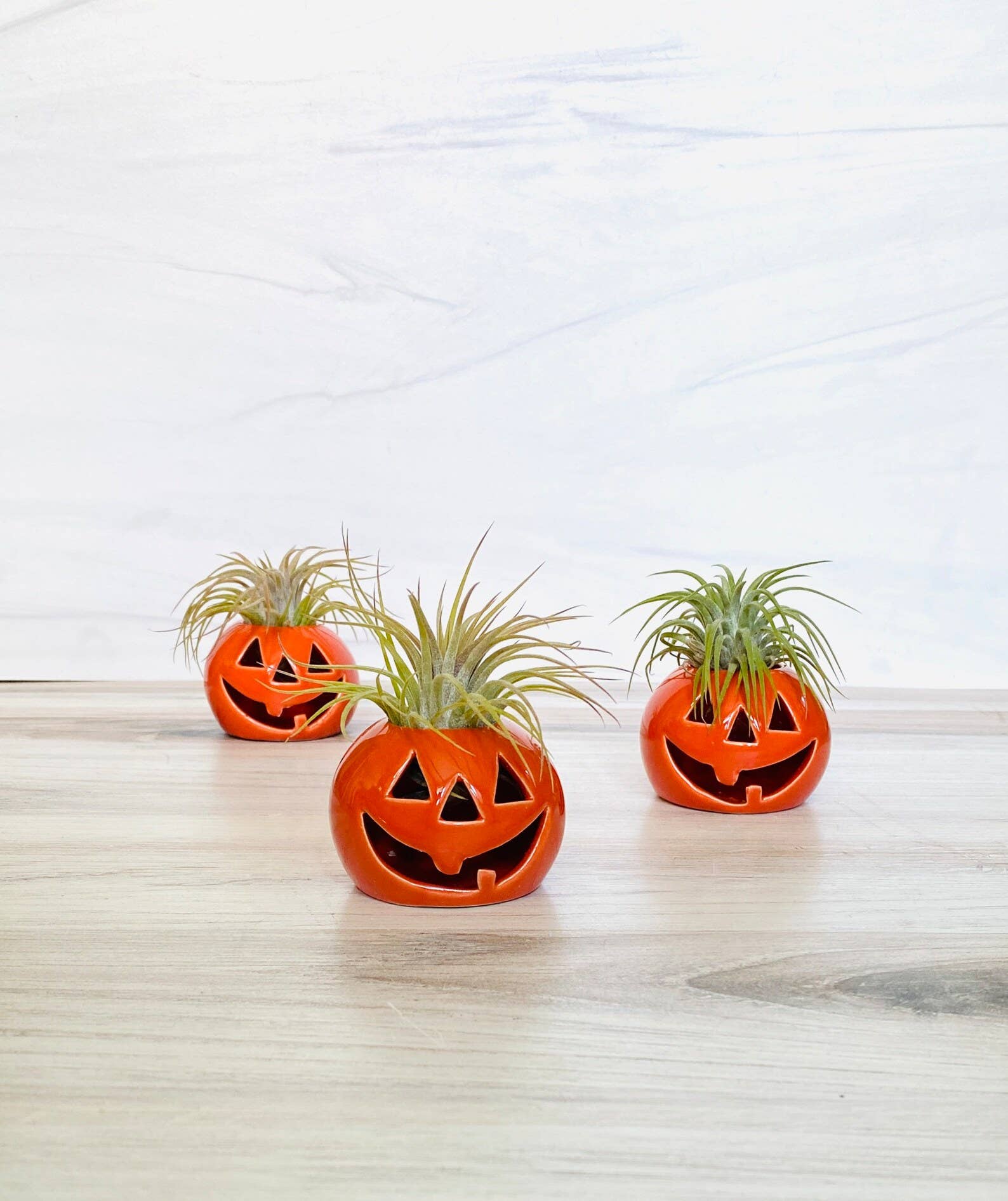 The Simply Crafty Shop - Ceramic Jack-O-Lantern Air Plant Holder