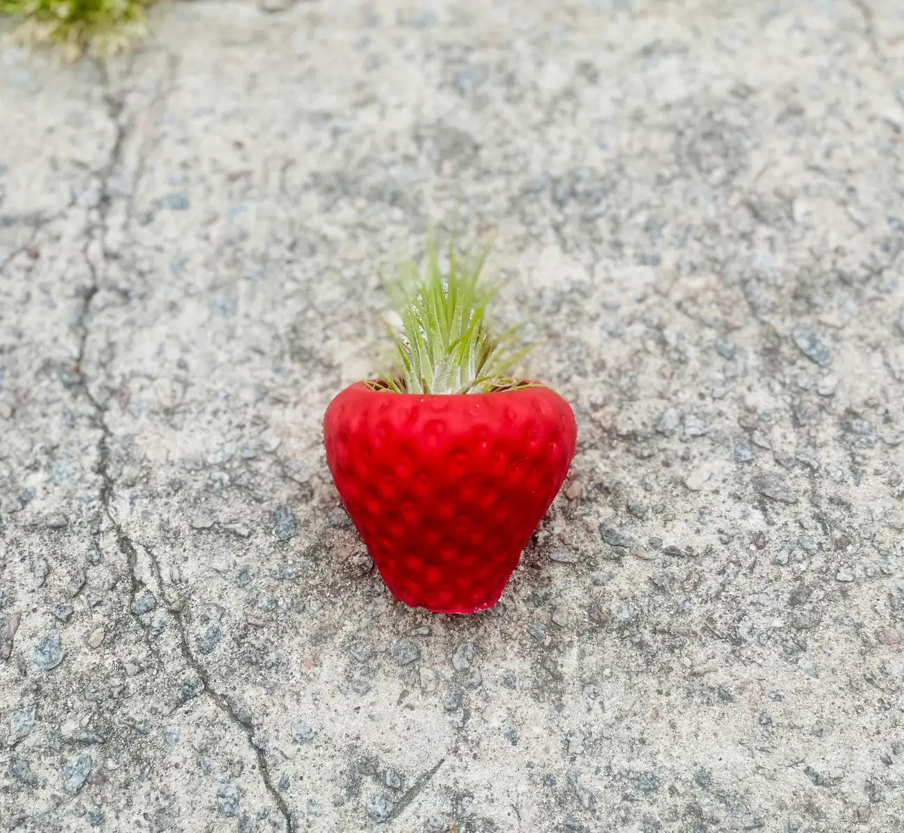 Queen City Crete - Succulent strawberry planter 