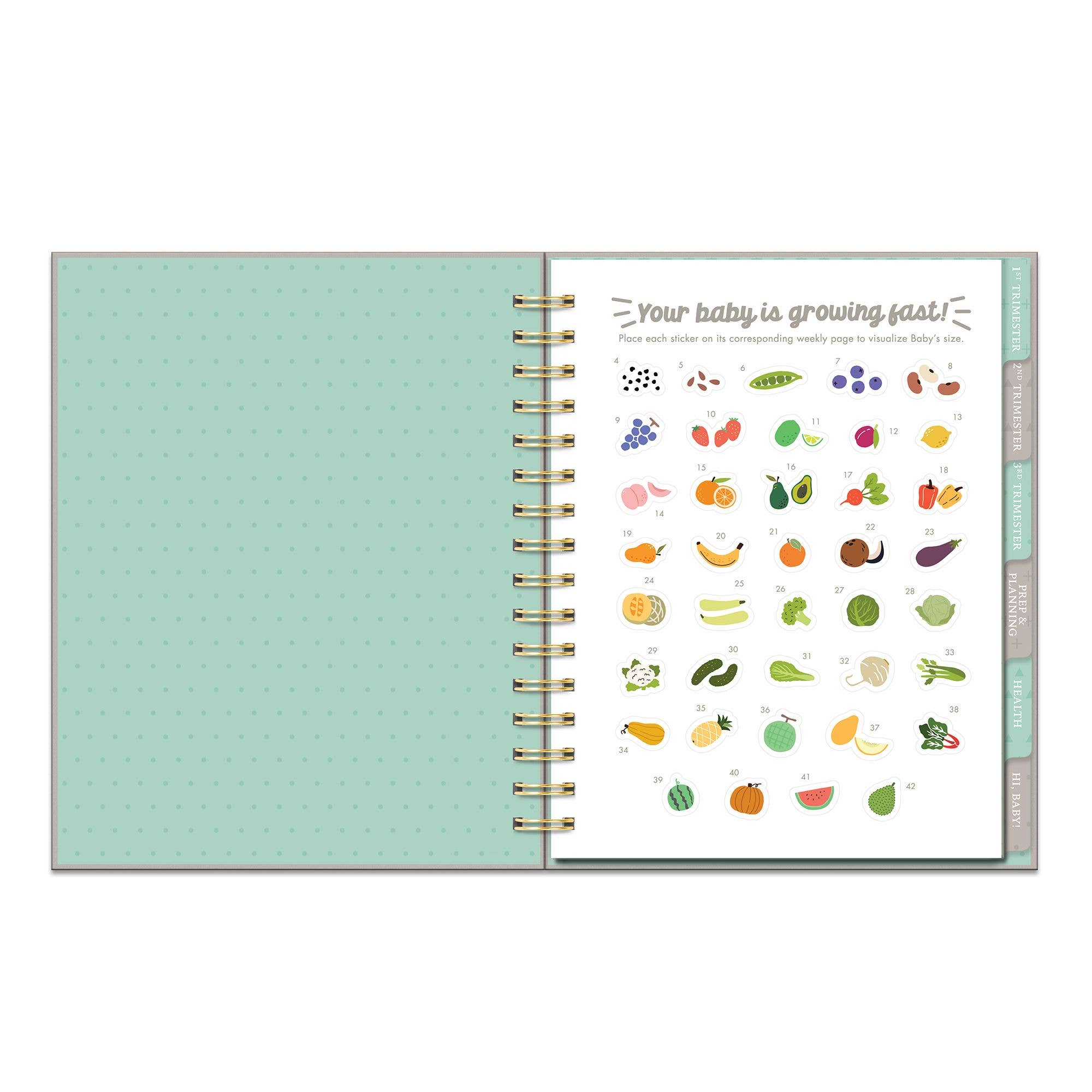 Studio Oh! - Countdown to Baby Undated Pregnancy Planner