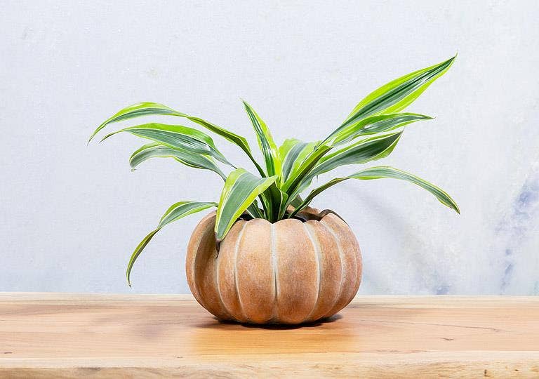 Abbott - Cement Pumpkin Planter